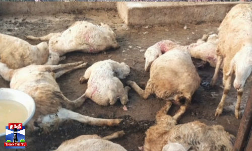 மர்ம விலங்கு கடித்து 26 ஆடுகள் பலி- விவசாயிகள் அதிர்ச்சி