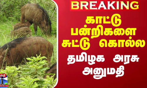 காட்டு பன்றிகளை சுட்டு கொல்ல தமிழக அரசு அனுமதி
