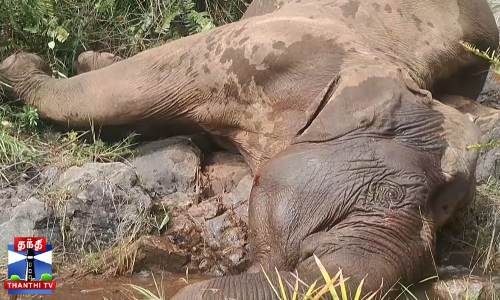 பாறையில் வழுக்கி விழுந்து பெண் யானை உயிரிழப்பு