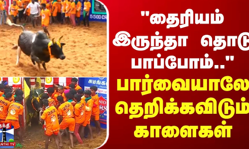 தைரியம் இருந்தா தொடு பார்ப்போம் ... - பார்வையாலே தெறிக்கவிடும் காளைகள்