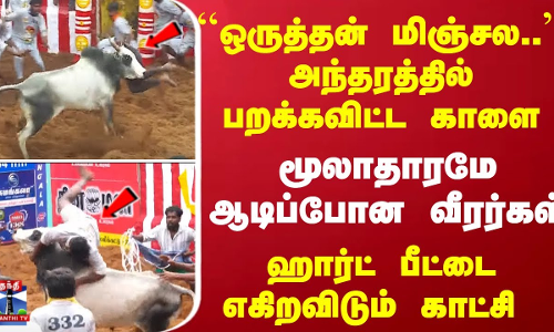 அந்தரத்தில் பறக்கவிட்ட காளை - மூலாதாரமே ஆடிப்போன வீரர்கள்... ஹார்ட் பீட்டை எகிறவிடும் காட்சி