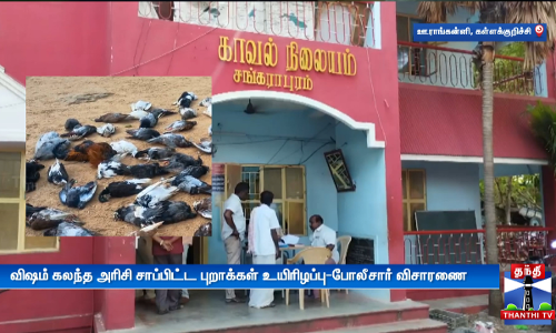 விஷம் கலந்த அரிசி சாப்பிட்ட புறாக்கள் உயிரிழப்பு-போலீசார் விசாரணை