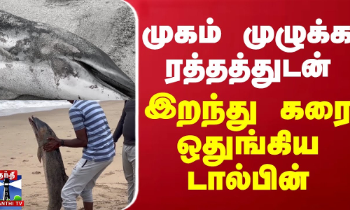 முகம் முழுக்க ரத்தத்துடன் இறந்து கரை ஒதுங்கிய டால்பின் | Dolphin | Thiruchendur | Thanthi TV