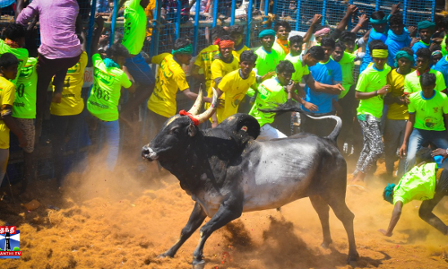 ஜல்லிக்கட்டு - காளைகள் முட்டியதில் 4 பேர் காயம்