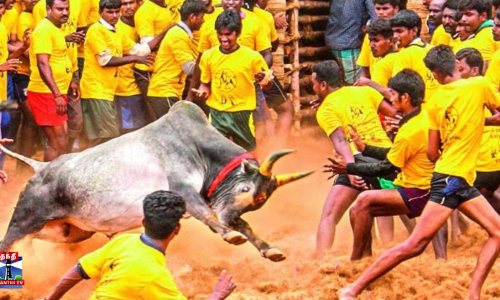 ஜல்லிக்கட்டு போட்டியில் 39 பேர் காயம் - மாடுபிடி வீரர் பலி