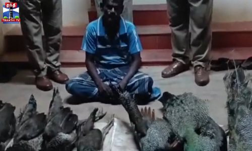வயல்வெளியில் 7 மயில்கள் பலி - விவசாயி கைது