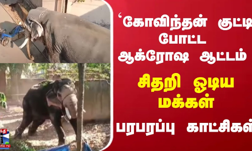 `கோவிந்தன் குட்டி போட்ட ஆக்ரோஷ ஆட்டம் - சிதறி ஓடிய மக்கள் - பரபரப்பு காட்சிகள்