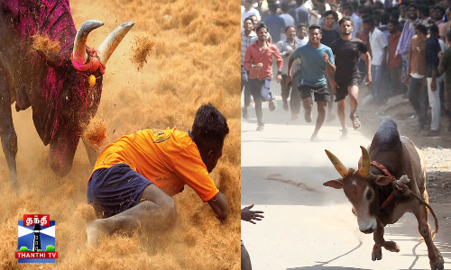 விறுவிறுப்பாக நடைபெற்ற மஞ்சுவிரட்டு-சீறிப்பாய்ந்த காளைகள்