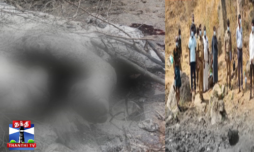 தந்தத்திற்காக யானை எரிப்பு - வனத்துறையினர் 2 பேர் பணியிடைநீக்கம்