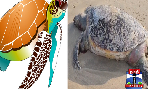 இறந்த நிலையில் கரை ஒதுங்கிய ஆலிவ் ரெட்லி ஆமை