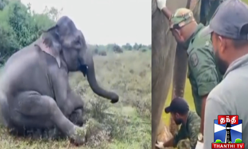 யானையின் முன்காலில் சிக்கிய பொறி அகற்றம்