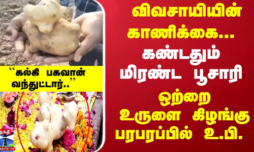 Kalki Potato | விவசாயியின் காணிக்கை... மிரண்ட பூசாரி... ஒற்றை உருளை கிழங்கு - பரபரப்பில் உ.பி.
