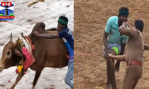 மாசி மகம் - விமரிசையாக நடந்த மஞ்சுவிரட்டு