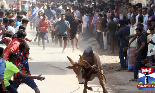 மஞ்சுவிரட்டு - சீறிப்பாய்ந்த காளைகள் - 28 பேர் காயம்