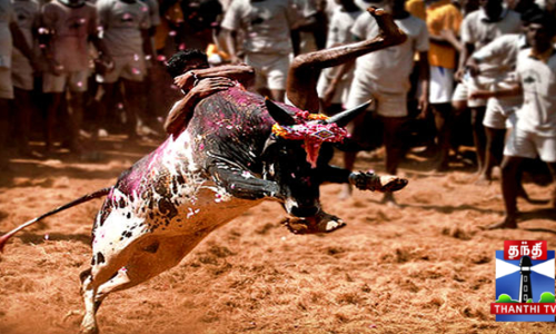 முதல்வரின் பிறந்தநாளையொட்டி மாபெரும் ஜல்லிக்கட்டுப் போட்டி