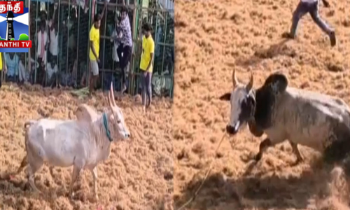 பொற்பனை முனீஸ்வரர் கோவில் மாசித்திருவிழா ஜல்லிக்கட்டு