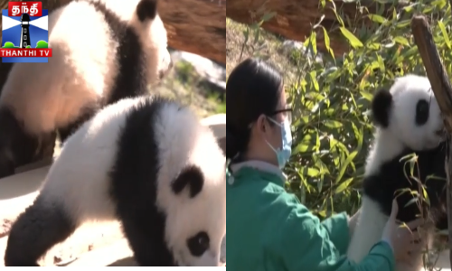 ட்வின்“ பாண்டா குட்டிகள் கொள்ளை அழகு