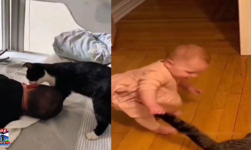 பூனைகள் vs குழந்தைகள் - க்யூட் வீடியோ