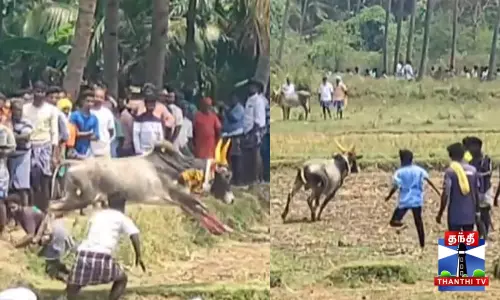 கோயில் திருவிழா முன்னிட்டு நடைபெற்ற மஞ்சுவிரட்டு