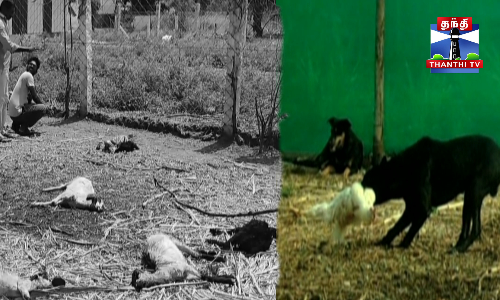 ஆடுகளை வேட்டையாடியது சிறுத்தை அல்ல நாய்கள் தான்