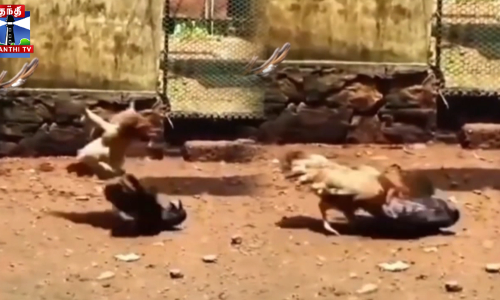 காகத்திடம் சண்டையிட்டு குஞ்சுகளை காப்பாற்றிய கோழி