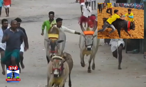 உழவு மாடுகளை பயன்படுத்தி மஞ்சு விரட்டு- இளைஞர்கள் உற்சாகம்