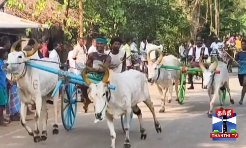 பந்தயத்தில் சீறிப்பாய்ந்த மாடுகள்