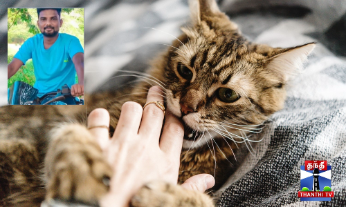 பூனைக்கடியால் பாதிக்கப்பட்ட இளைஞர் மருத்துவமனையில் தற்கொலை