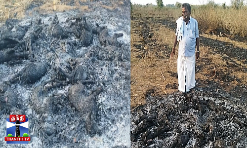 ஆட்டுக் கிடைக்குள் பரவிய தீ - 17ஆட்டுக்குட்டிகள் தீயில் கருகி பலி