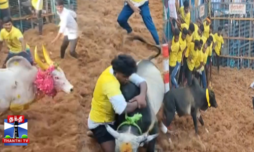 ஜல்லிக்கட்டு போட்டி - 700 காளைகள், 300 வீரர்கள் பங்கேற்பு