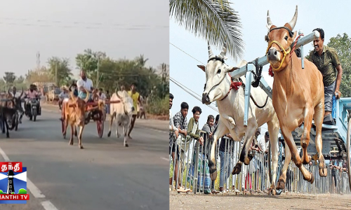 கோயில் திருவிழாவை முன்னிட்டு மாட்டு வண்டி பந்தயம்