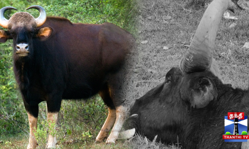 துப்பாக்கியால் சுட்டு வேட்டையாடப்பட்ட காட்டெருமை