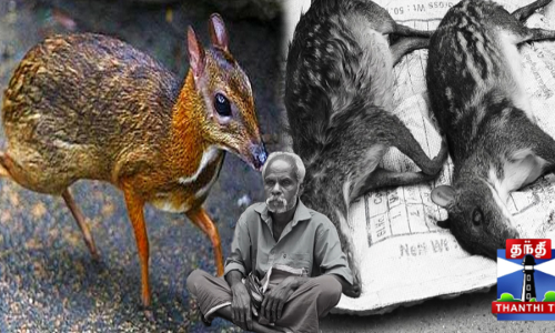 சருகுமானை துப்பாக்கியால் சுட்டு வேட்டையாடிய ராணுவ வீரர் சருகுமானை துப்பாக்கியால் சுட்டு வேட்டையாடிய ராணுவ வீரர்