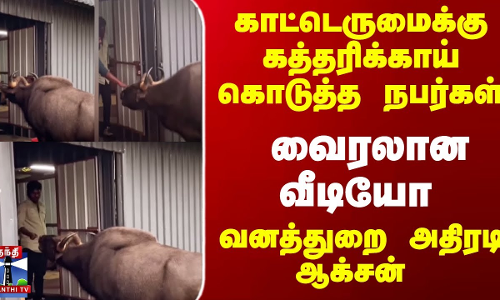 காட்டெருமைக்கு கத்தரிக்காய் கொடுத்த நபர்கள்...வனத்துறை அதிரடி ஆக்சன்