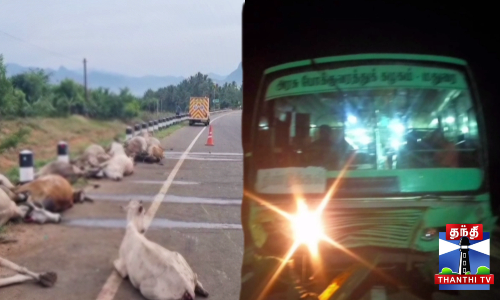 தேனி அருகே சாலையை கடக்க முயன்ற 15 மாடுகள் பலி