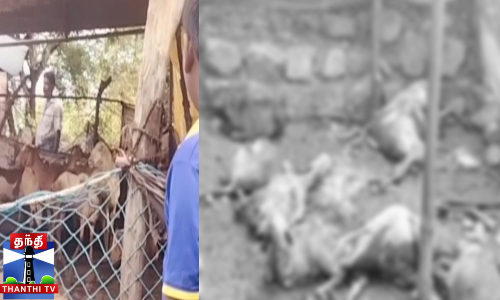 40 ஆடுகளை கடித்த தெருநாய்கள் - 25 ஆடுகள் உயிரிழப்பு 40 ஆடுகளை கடித்த தெருநாய்கள் - 25 ஆடுகள் உயிரிழப்பு