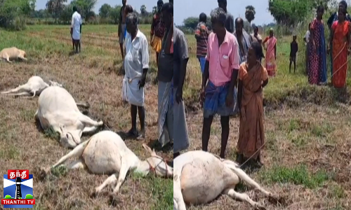 மின்சாரம் பாய்ந்து 5 மாடுகள் பலி