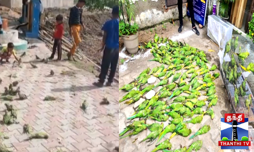 உ.பி.யில் சூறைக்காற்று...100-க்கும் மேற்பட்ட கிளிகள் பலி