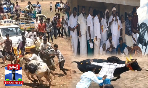 மஞ்சுவிரட்டில் சீறிப்பாய்ந்த காளைகள்