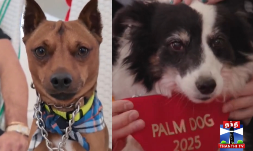Palm Dog prize“-ஐ வென்ற “பாண்டா“ நாய் Palm Dog prize“-ஐ வென்ற “பாண்டா“ நாய்