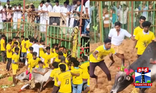 ஜல்லிக்கட்டில் சீறிப்பாய்ந்த 700 காளைகள்