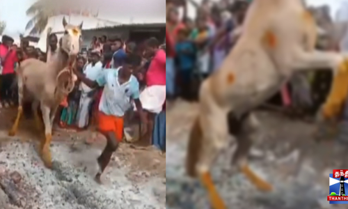 கோவில் திருவிழாவில் குதிரையை தீ மிதிக்க வைத்த இளைஞர் கைது
