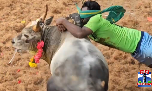 ஜல்லிக்கட்டு போட்டியில் சீறிப்பாய்ந்த காளைகள்