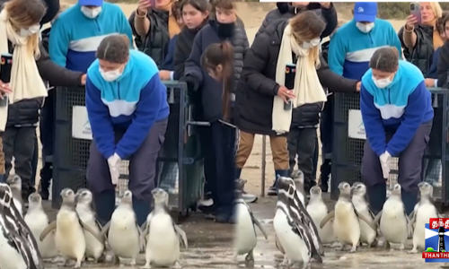 கடலுக்குத் திரும்பிய மாகெல்லானிக் பென்குயின்கள்