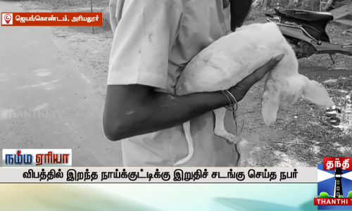 விபத்தில் இறந்த நாய்க்குட்டிக்கு இறுதிச் சடங்கு செய்த நபர்