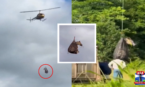 மாயமான வரிக்குதிரை ஹெலிகாப்டர் மூலம் மீட்பு