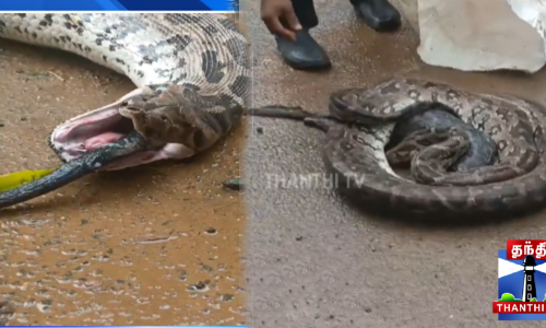 மரநாயை விழுங்கிய மலைப்பாம்பு - வனப்பகுதியில் விடுவிப்பு