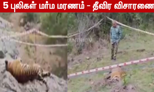 5 புலிகள் மர்ம மரணம் - தீவிர விசாரணை