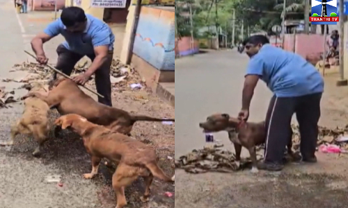 பிட்புல் நாய் தெரு நாயை கடிக்கும் கொடூர காட்சி - பொதுமக்கள் அச்சம்