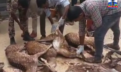 மான் வேட்டையில் ஒருவர் கைது - 5 மான்கள், காட்டுப்பன்றி பறிமுதல் மான் வேட்டையில் ஒருவர் கைது - 5 மான்கள், காட்டுப்பன்றி பறிமுதல்